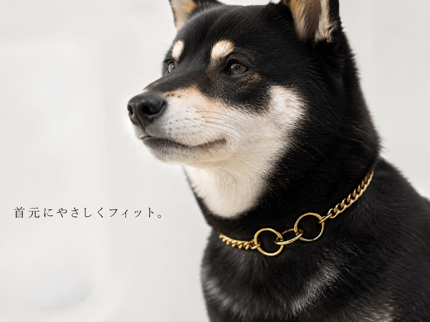 Amazon | YMZJ犬の首輪ファッションゴールド犬チェーンステンレス鋼