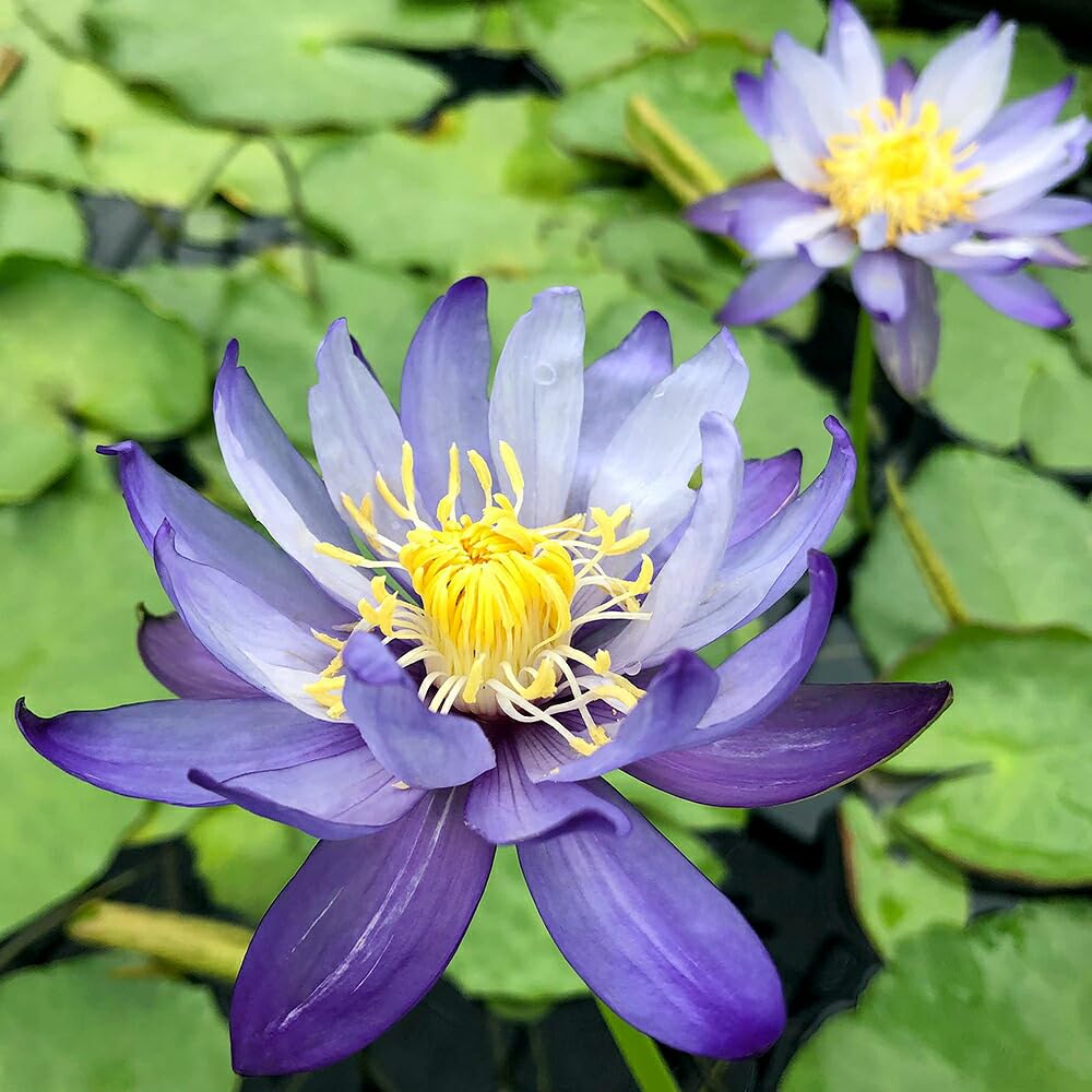 ヤ*ト様 耐寒性睡蓮 50品種セット Amazon｜【charm】（ビオトープ）睡蓮 熱帯性睡蓮（スイレン