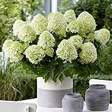 GardenersDream