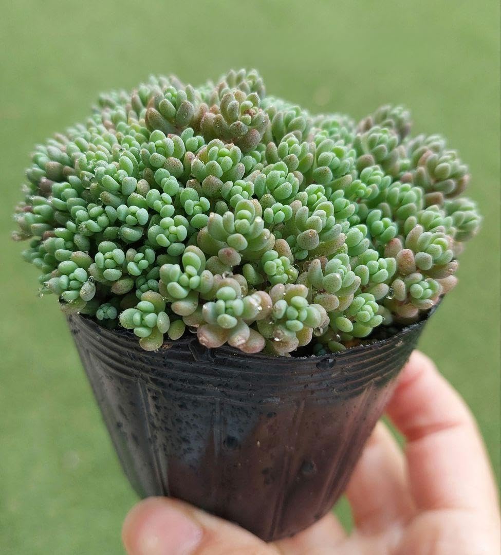 Amazon｜☆多肉植物☆ パープルヘイズ 抜き苗｜観葉植物 オンライン通販