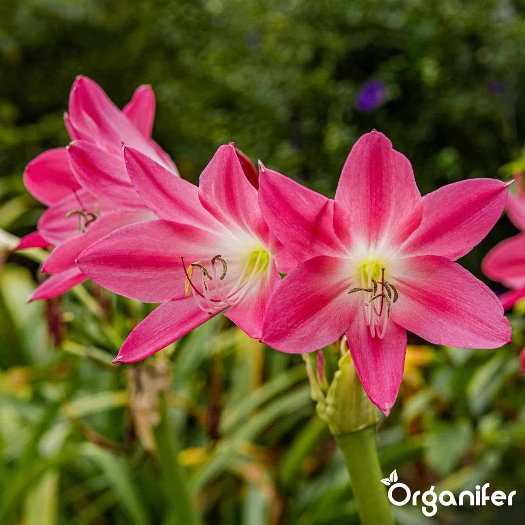 Amaryllis Płynny Nawóz - 10L - NPK 3-4-3 | Nawóz Płynny Dla Dużych Kwiatów I Mocnych Cebul - Wspomaga Rozwój Korzeni I Witalność - Organifer