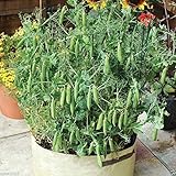 Heirloom (Open Pollinated) 'Tom Thumb' Dwarf Shelling Pea,excellent for Pots 6-8&rdquo; [30 Seeds]