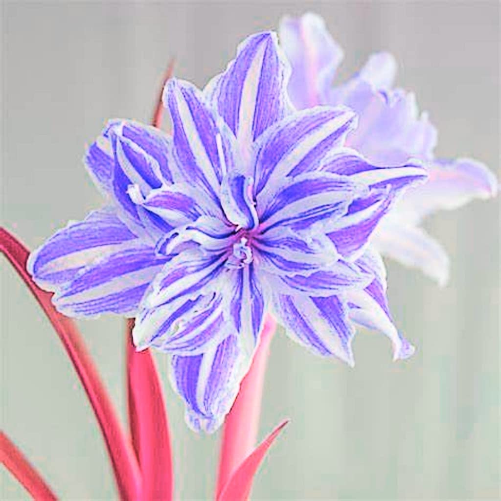 AIで作った フリル アマリリス 黒 球根 AIで作った アマリリス 黒 球根 アマリリスとは｜育て方がわかる植物