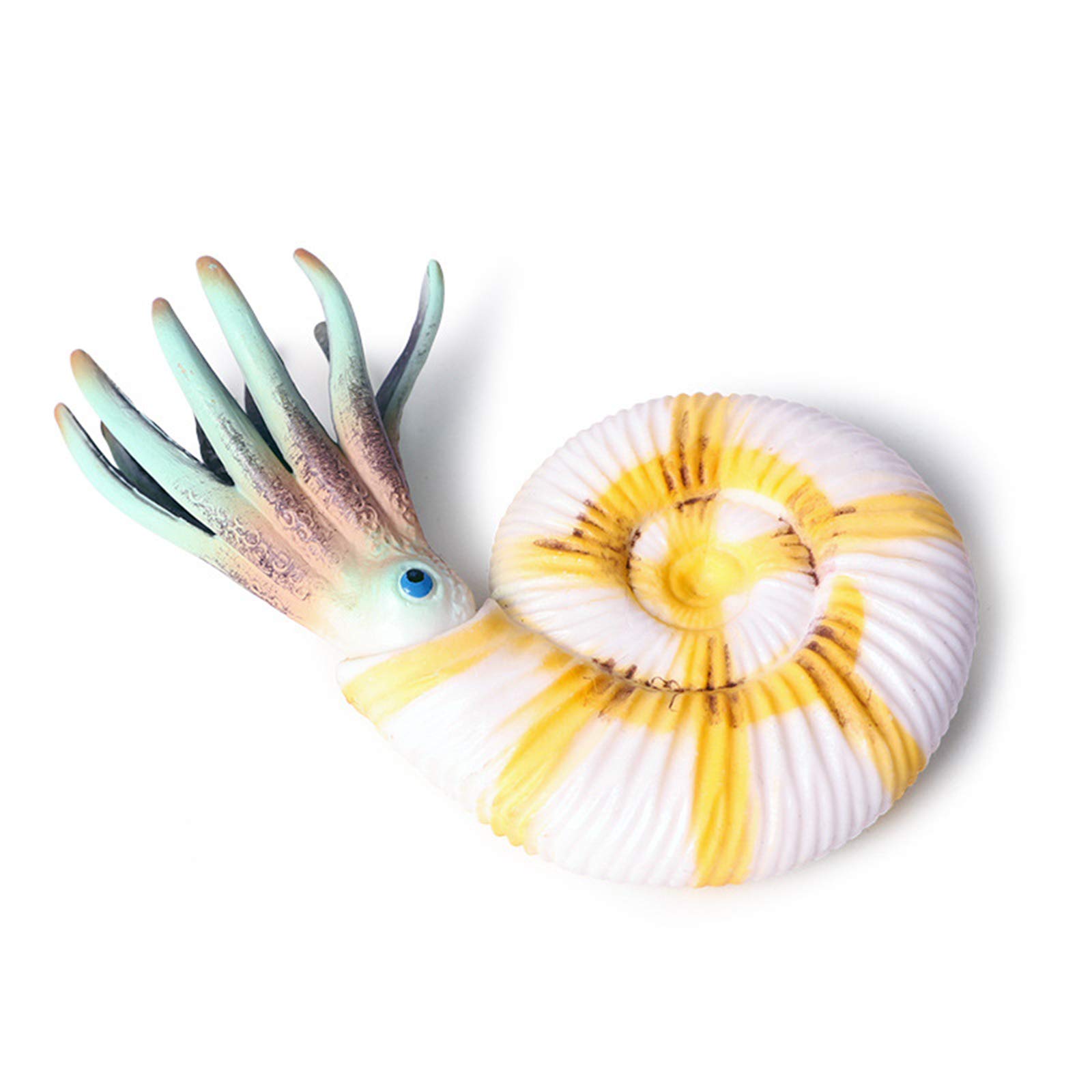 Amazon | Eden Toys オウムガイ 鸚鵡貝 動物 海洋 軟体動物 生き