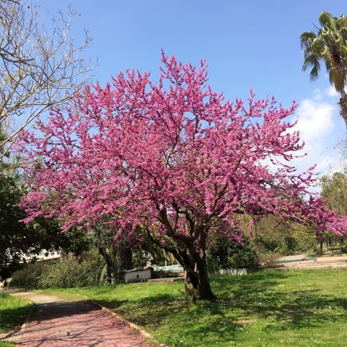 Vivai le Georgiche - Pianta vera di Cercis siliquastrum - altezza alla vendita 15-20 cm