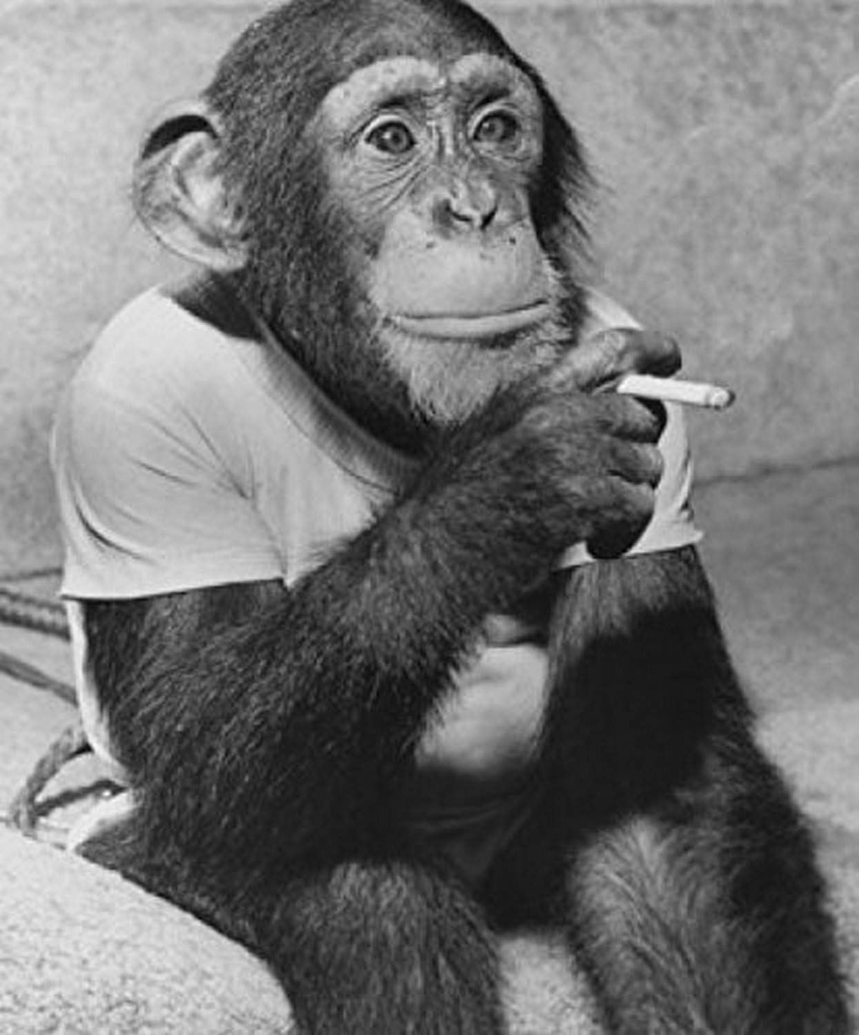 Close-up of a chimpanzee holding a cigarette Poster Print (18 x 24) :  Amazon.co.uk: Home & Kitchen
