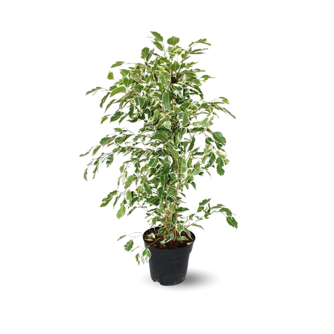 Ficus Benjamina Twilight 60-70 cm au feuillage panaché lumineux