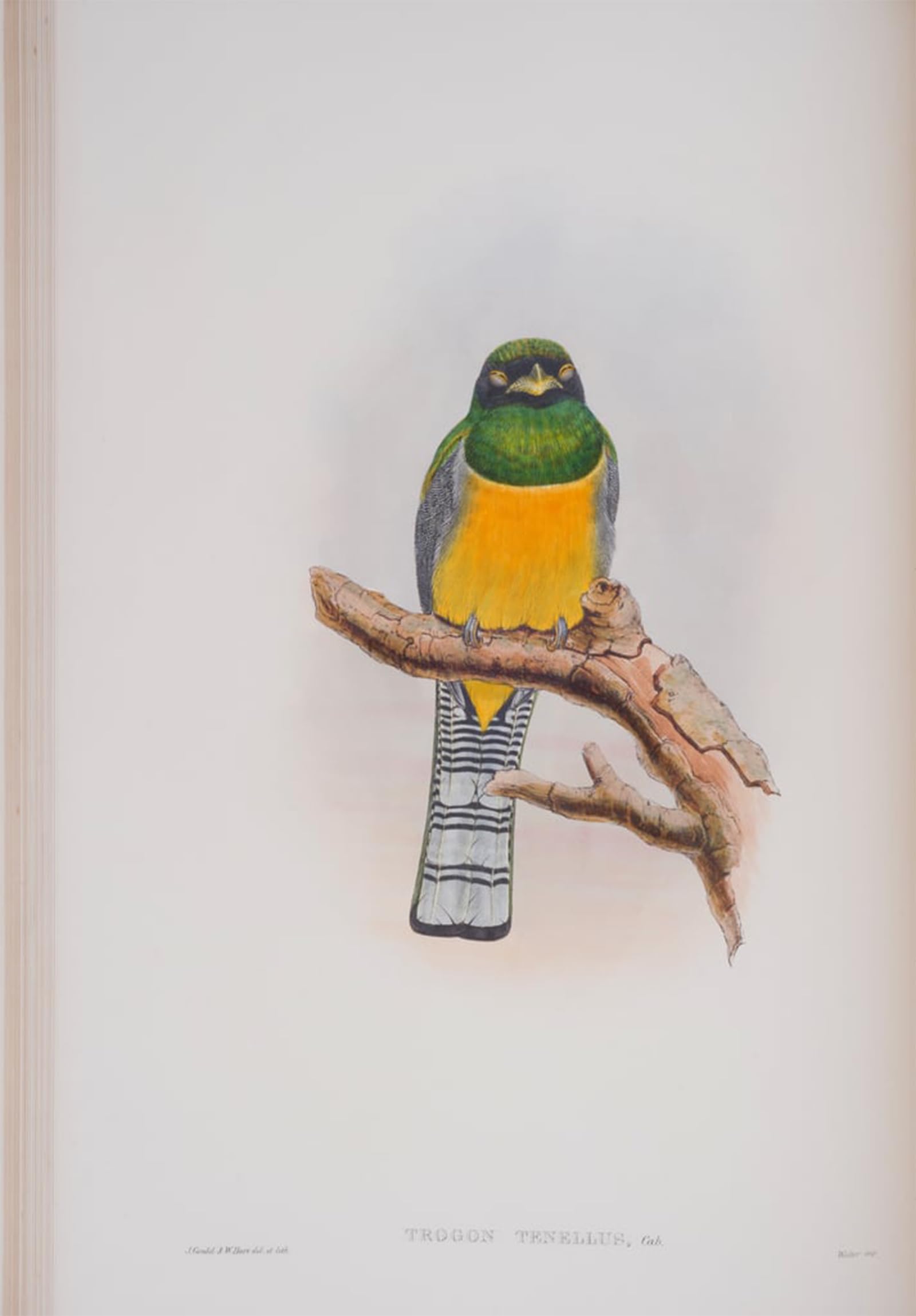 RZHRHJES Vintage Picture Wall Picture Painting Print Poster Animal Bird Trogon Tenellus Plate From the Birds of Great Britain by John Gould Abstract Wall Art Painting for Office Decor 60x90cm