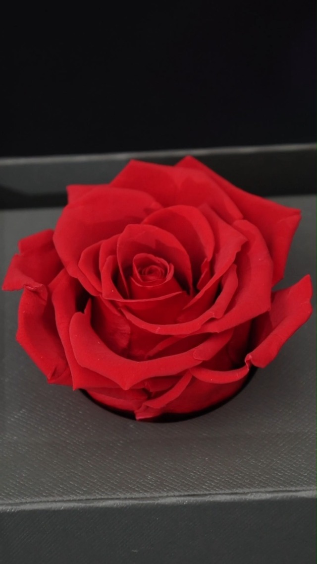 ⭐️ ROSEONLY プリザーブドフラワー ハニーラビットデスティニーローズ ROSEONLY プリザーブドフラワー ハニーラビットとデスティニーローズ