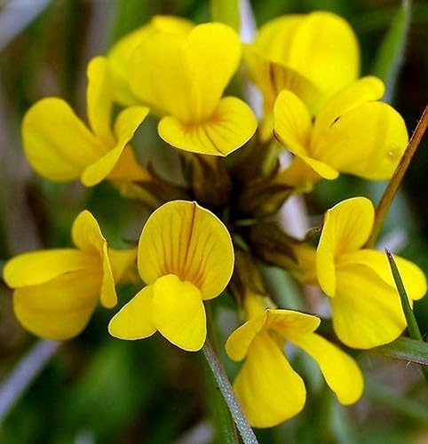 Miniatura 2 de Pie de pájaros 500 semillas - Lotus Corniculatus  Exótico y rápido crecimiento  Se envía desde Iowa Estados Unidos