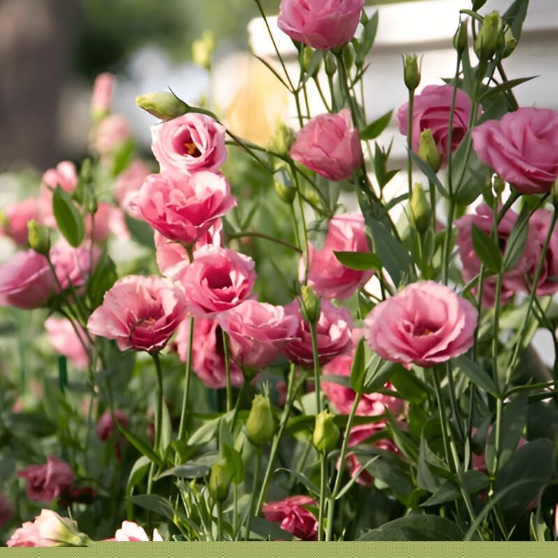 Lisianthus Flower Plant | Prairie Gentian Plant | Nandini Flower Plant Eustoma Ornamental Flowering Plant for Home & Garden | Pack of 1 with pot