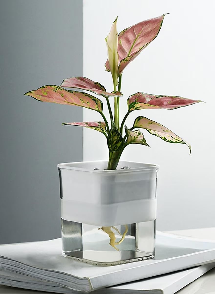 Automatic Hydroponic Indoor Gardening System with Elegant Design, Easy Maintenance, Clear Plastic Container for Plants, Small