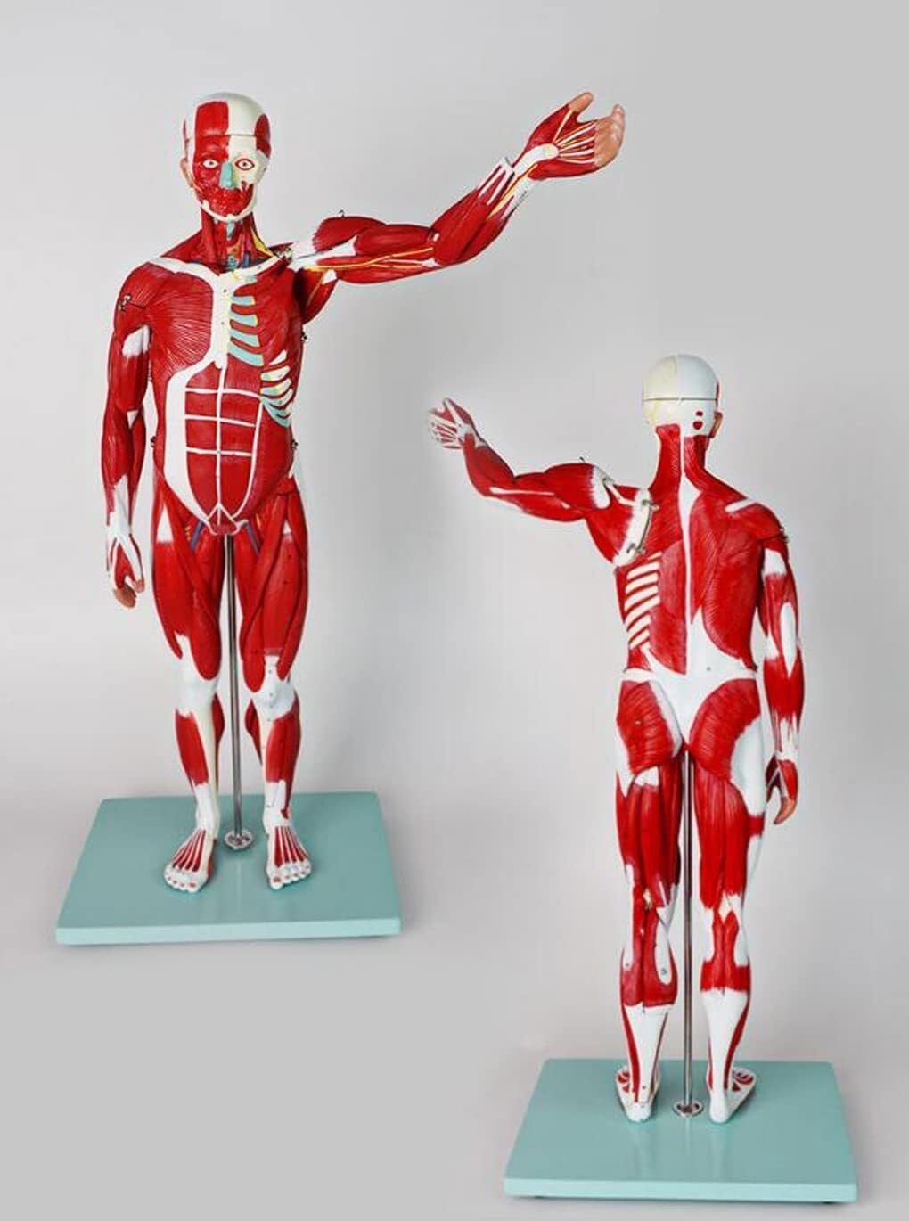 Modelo Muscular De Enseñanza Médica De Los Órganos Internos del Cuerpo Humano Simulación De Movimiento De Consumo De Tejido Anatómico