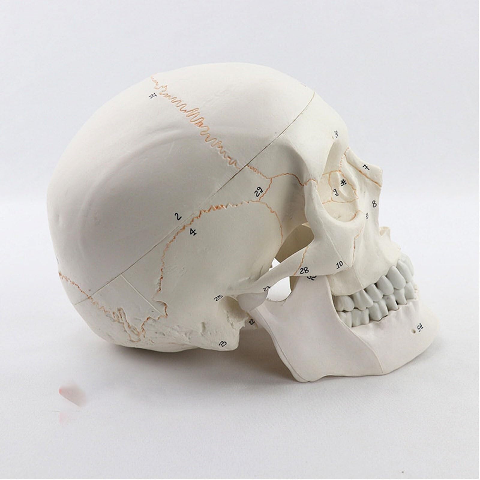 Modello anatomico Umano, Modello anatomico del Cranio Medico, Modello anatomico Umano, Modello anatomico della Testa dello Scheletro, Forniture per Lo Studio, Strumento didattico per l'odontoiatria.