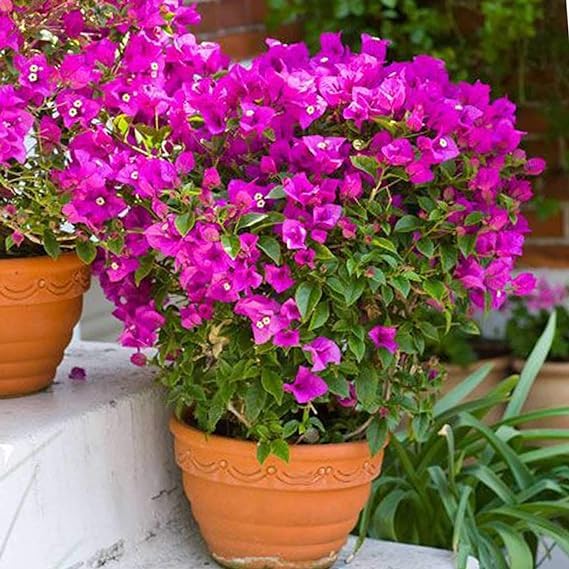 PlantaZee Bougainvillea Garden Plant for Sale - Outdoor Flower Live Plant For Outdoor Gardening/balcony Live plant with pot (B0CT3JLGV6) Amazon Price History, Amazon Price Tracker