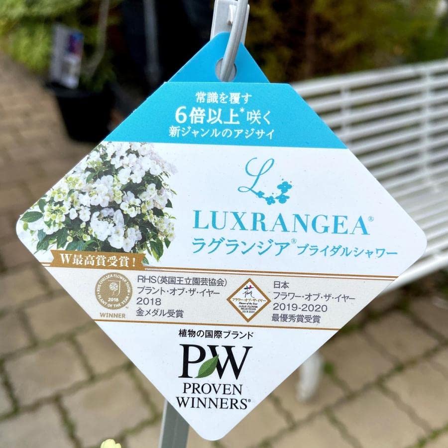 Amazon.co.jp: ノーブランド品 ハイドランジア(アジサイ) ラグランジア