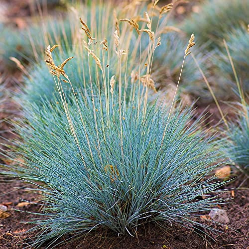 Blue Fescue Grass Seeds – Ornamental Grass Seeds for Planting - Festuca Glauca (1500+ Seeds)