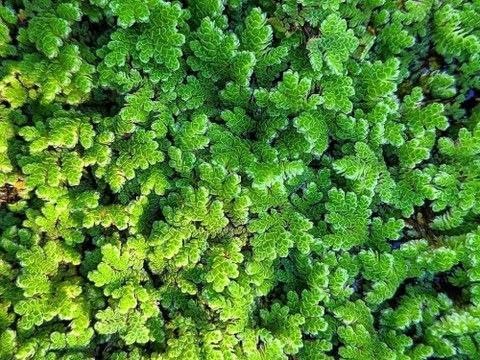 Natural Bio Fertilizer for Rice Fields and Garden Plants High Growth Aquatic Fern Culture (1400 Live Healthy Plant Seeds)-image-39