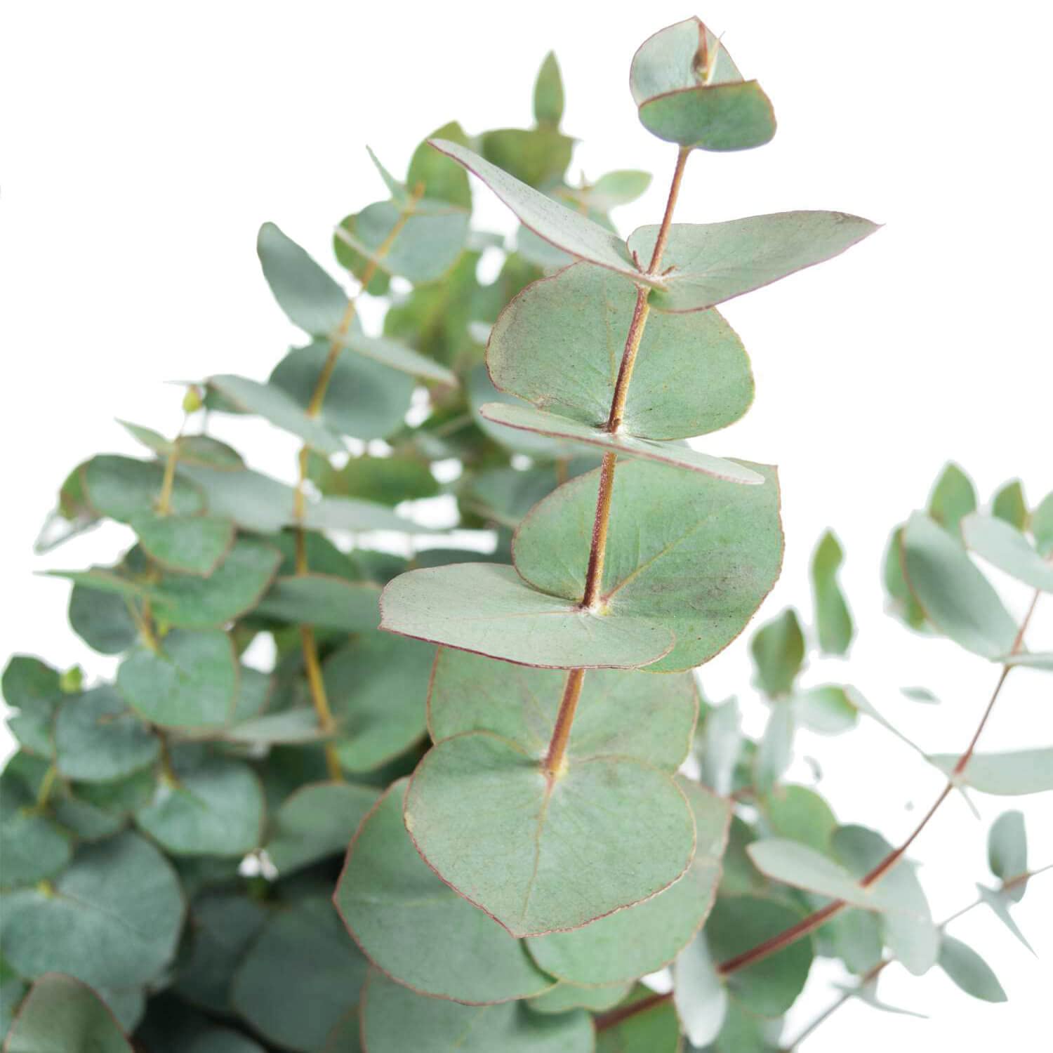 5 Bund Eukalyptus Zweige - 50 cm - Frische Schnittblumen Stiele für die Vase - Echte Stiele - Eukalyptusblätter zur Deko oder Hochzeit - Greenery - Natur