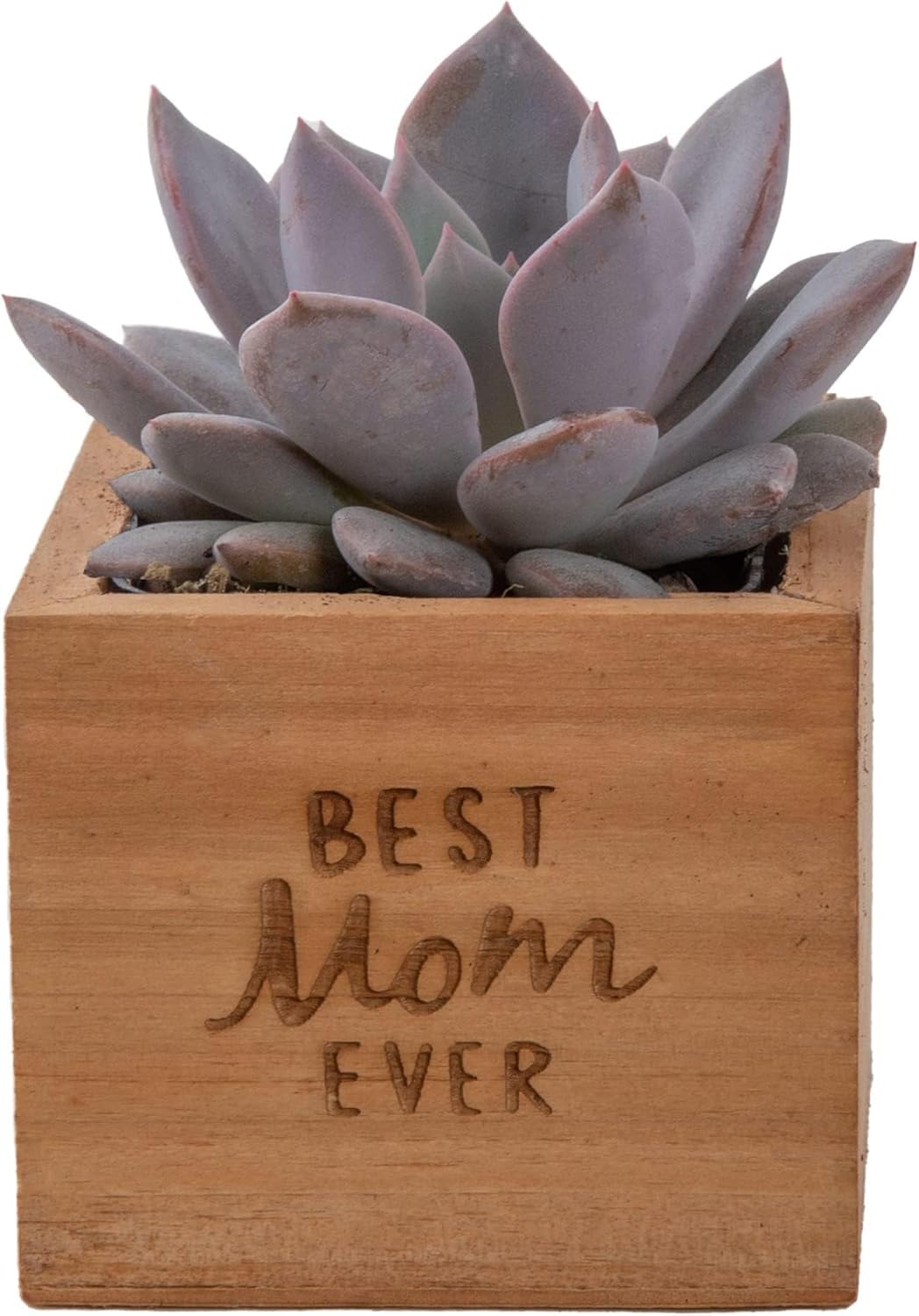 Costa Farms Echeveria, Mini Succulent Plant in Best Mom Ever Wood Decor Planter, Live Indoor Houseplant in Cute Cactus Decor, Housewarming, Birthday