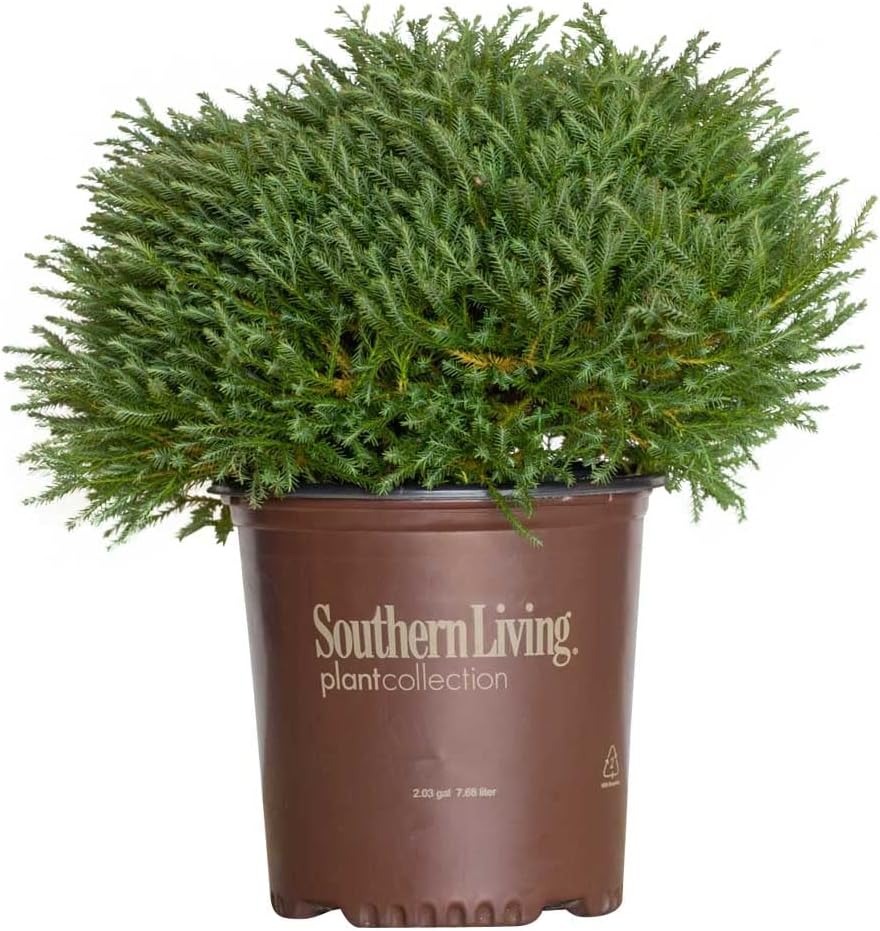 Southern Living Arborvitae O. Pancake, Thuja Concesarini