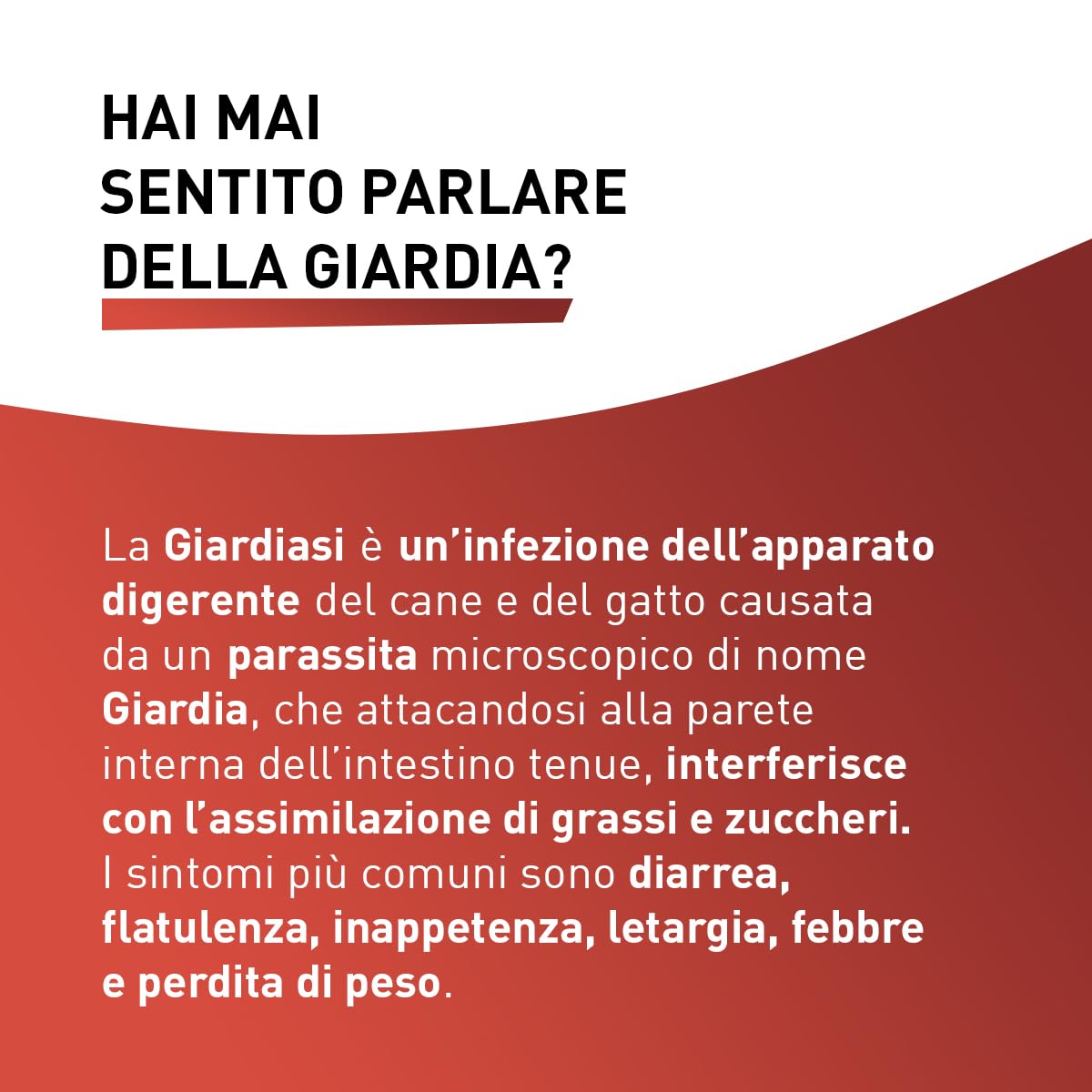 Panacur Compresse 500mg Dosaggio Forte - Vermifugo Per Cani Di Grossa Taglia. Libera da Giardia, Vermi Tondi e Vermi Piatti