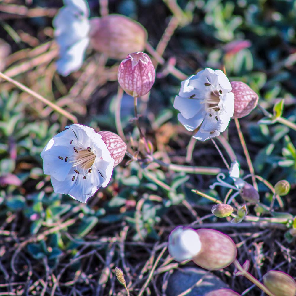 Sea Campion Wildflower Seeds – White Blooms for Rockeries – RHS Plants for Pollinators – Hardy Perennial – for Your Beautiful Garden
