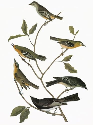 Audubon Papamoscas en el sentido de las agujas del reloj desde arriba menos papamoscas (Empidonax Minimus) Reinita de cabeza pequeña (Wilsonia
