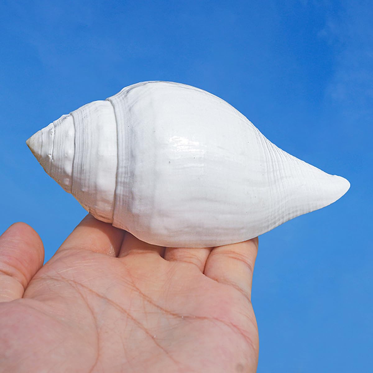 Coquillage, Énorme conque océanique 9~12 Cm, Parfaite la décoration de(10~11cm)