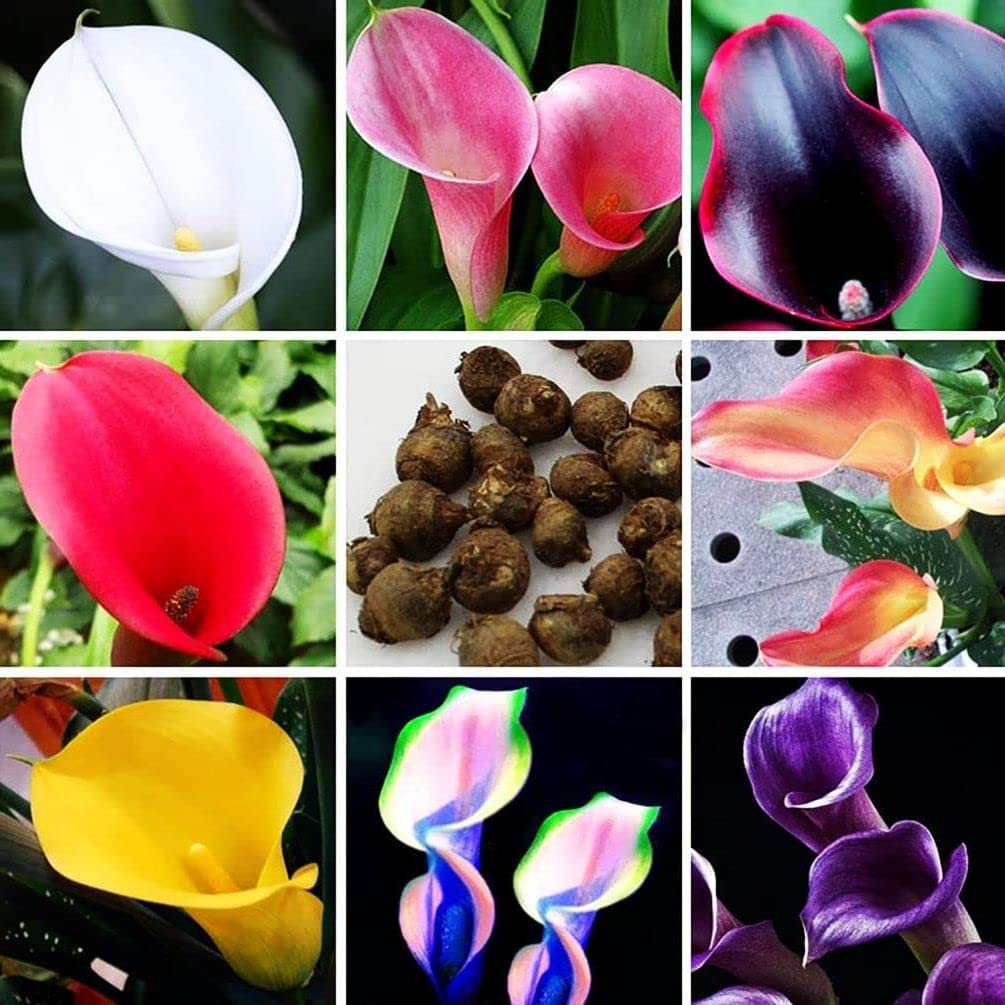 sunflower pot plant Easy to Grow Bulbs Sunflower Dwarf Seed