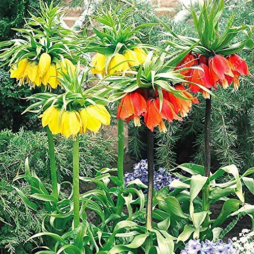 Mixed Colors : 10 Pcs/Bag Crown Imperial Seeds 9 Colors Fritillaria Imperialis Seeds Ground Cover Bonsai Flower Seeds Plant Pot Home Garden