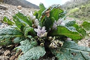 10pcs Mandragora Plant Seeds