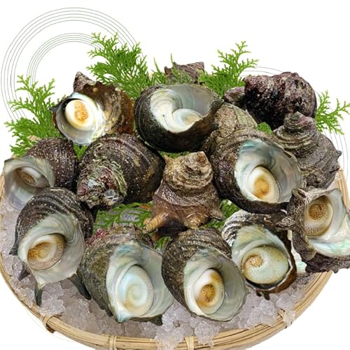 �V�R�� ������ ���T�C�Y 1kg 15�� 50�`70g [������]