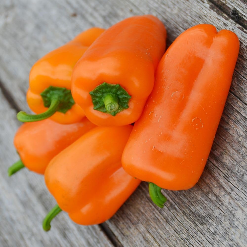 Sweet Pepper 'Hamik' – Half-Hardy Annual, Very Sweet Orange Fruits – 1 Packet x 10 Seeds By Thompson & Morgan