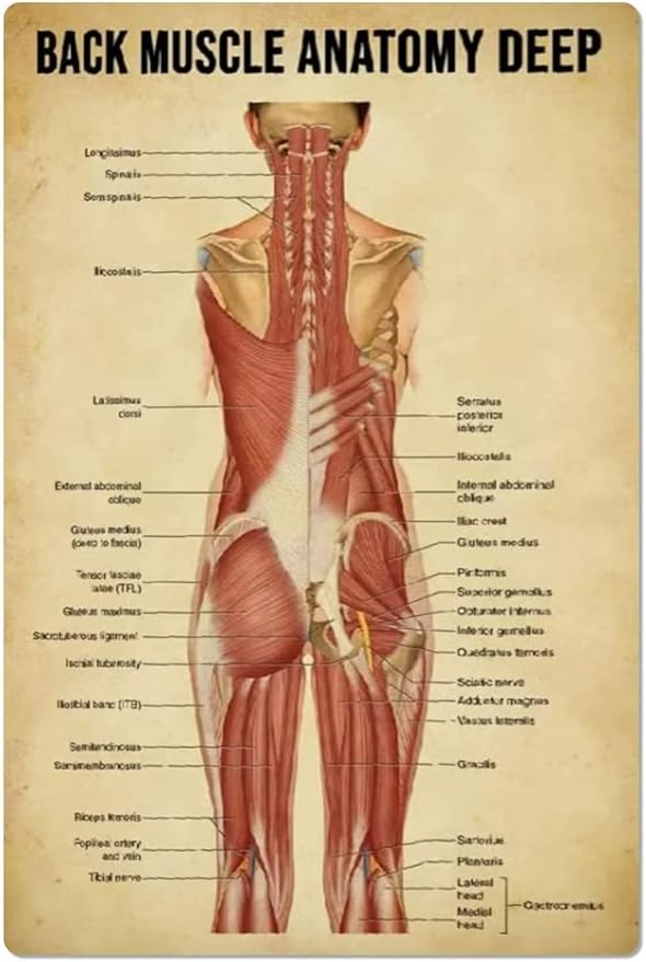 Back Infographic Metal Tin Signs Back Muscle Anatomy Deep