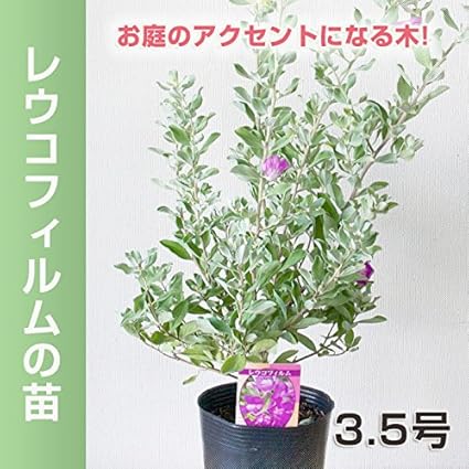 Amazon レウコフィルムの苗 現状花無し株 3 5号ポリポット 植木 Amazon レウコフィルムの苗 現状花無し株 3 5号ポリポット 植木