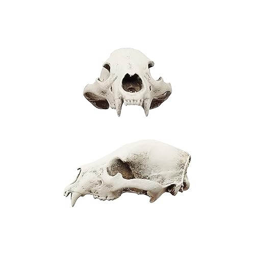 Black Bear Miniature Skull Replica 112 Scale Dollhouse, Diorama, Fairy Garden, Terrarium (Bone (hand painted), Cranium Only)