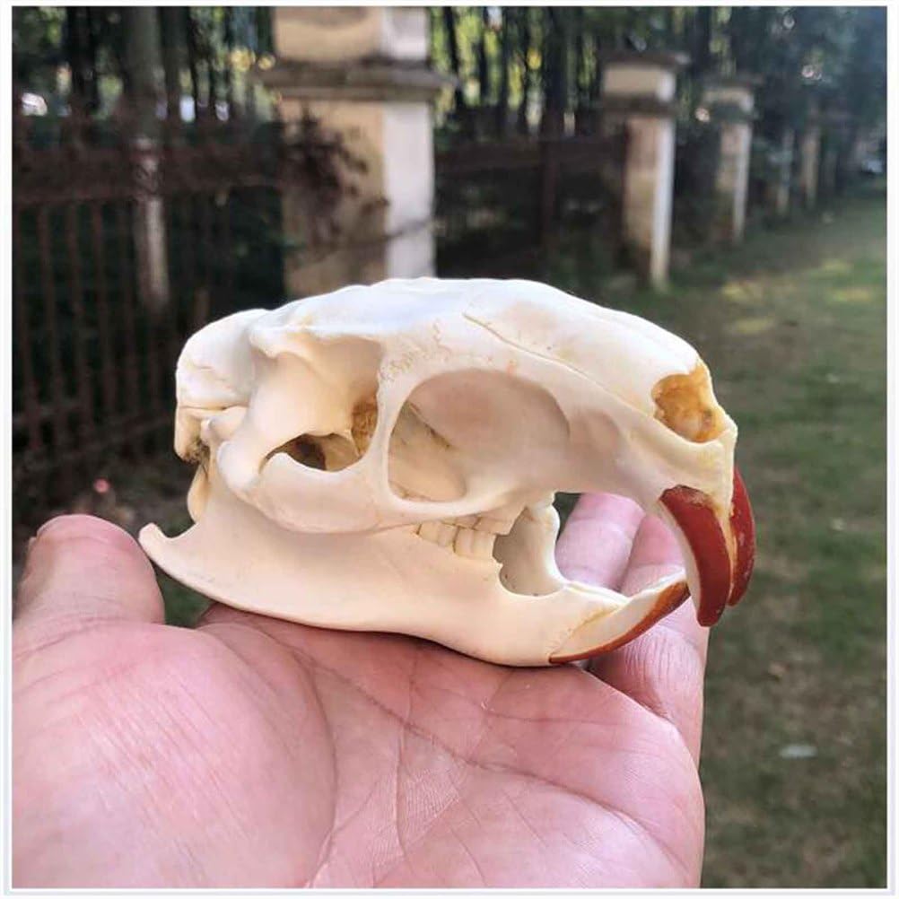 Biber Schädel Kopf Modell - Real Animal Skull Replica - Biber Schädel Kopf Präparator Feng Shui Ornamente für Home Decoratio, Wissenschaft Bildung Lehrmittel