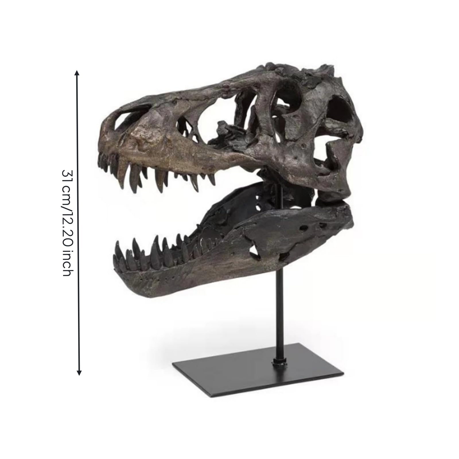 Fósil Dinosaurio Retro