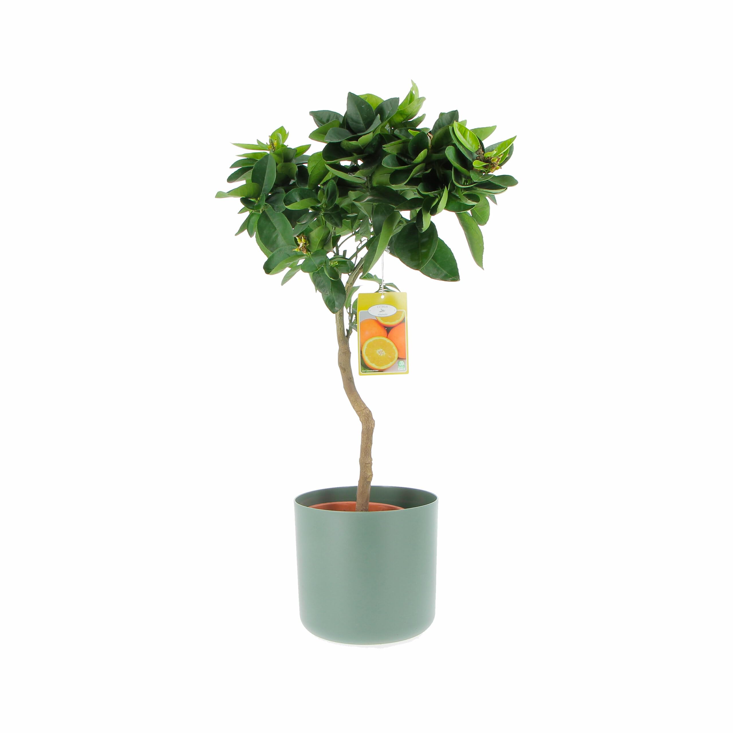KENTIS - Oranger Doux - Citrus Sinensis - Prawdziwe Rośliny Cytrusów - Ogrodowe drzewa owocowe - Roślina zewnętrzna - H 70-80 cm Doniczka Ø 20 cm