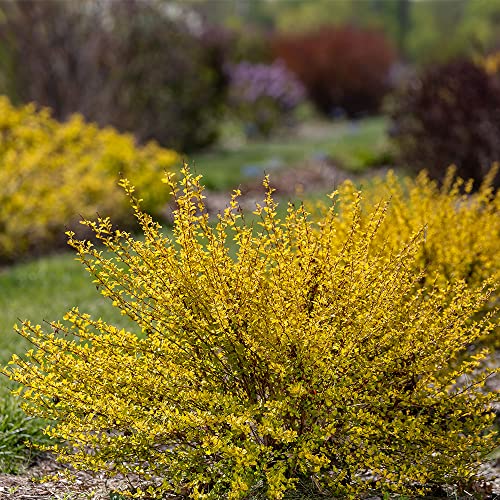 2G First Editions Ninebark Lucky Devil #TOP4