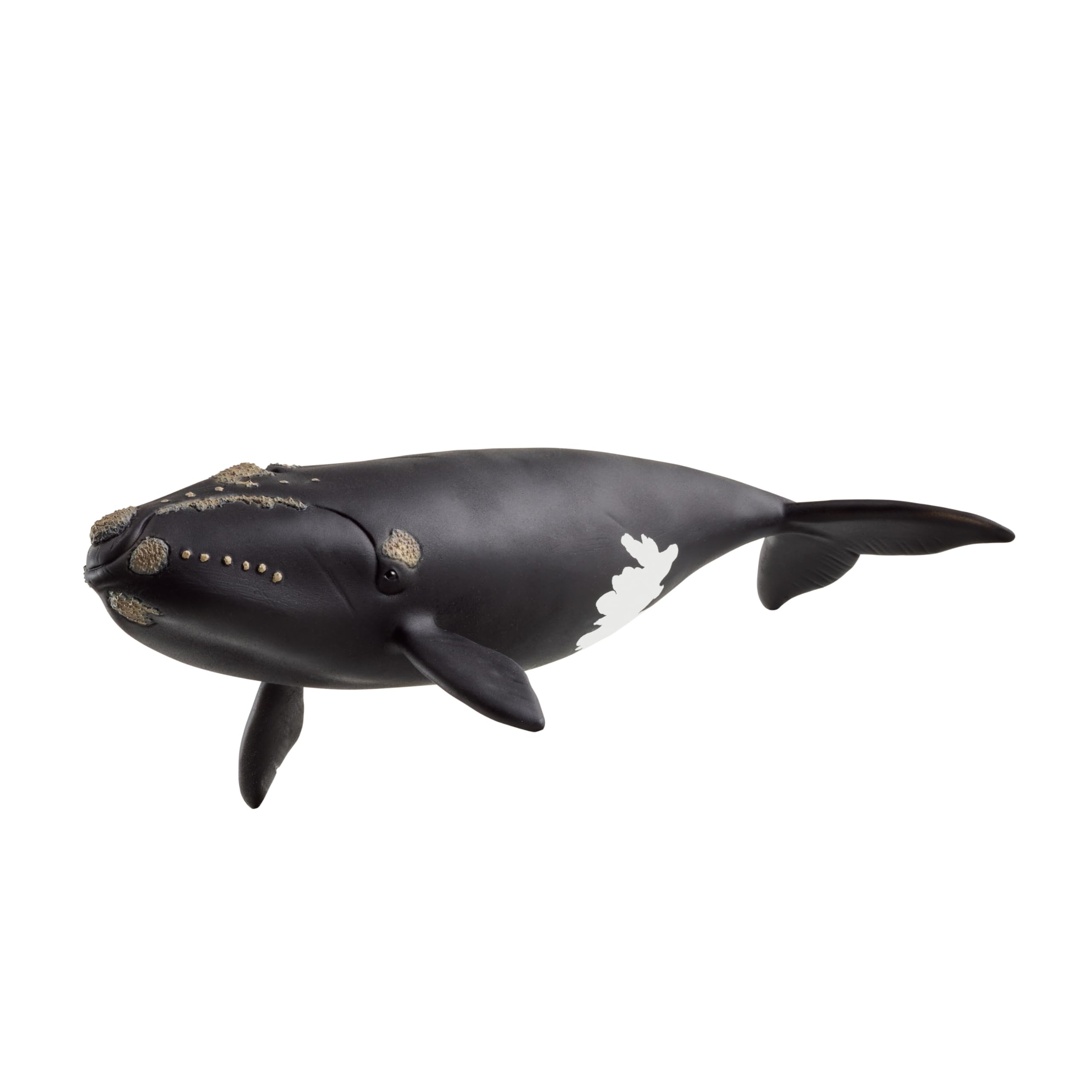 シュライヒ Schleich ザトウクジラ Humpback Whale Amazon.com: Schleich Wild Life - Large 7.5