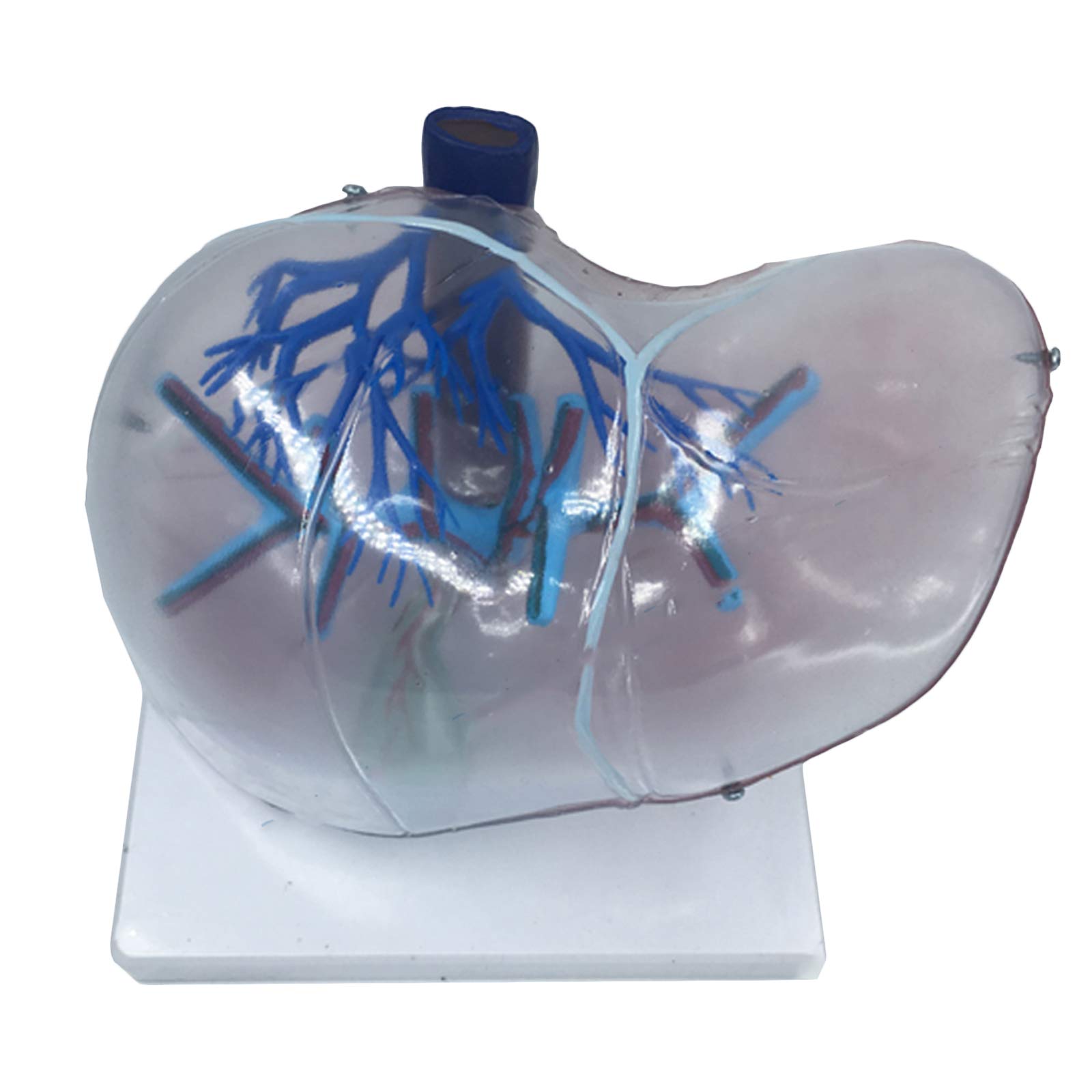 KJMWXOP Liver Anatomical Model - Human Organ Anatomy Model Liver Organ Model - Educational Model Human Liver Anatomy Model - For Research