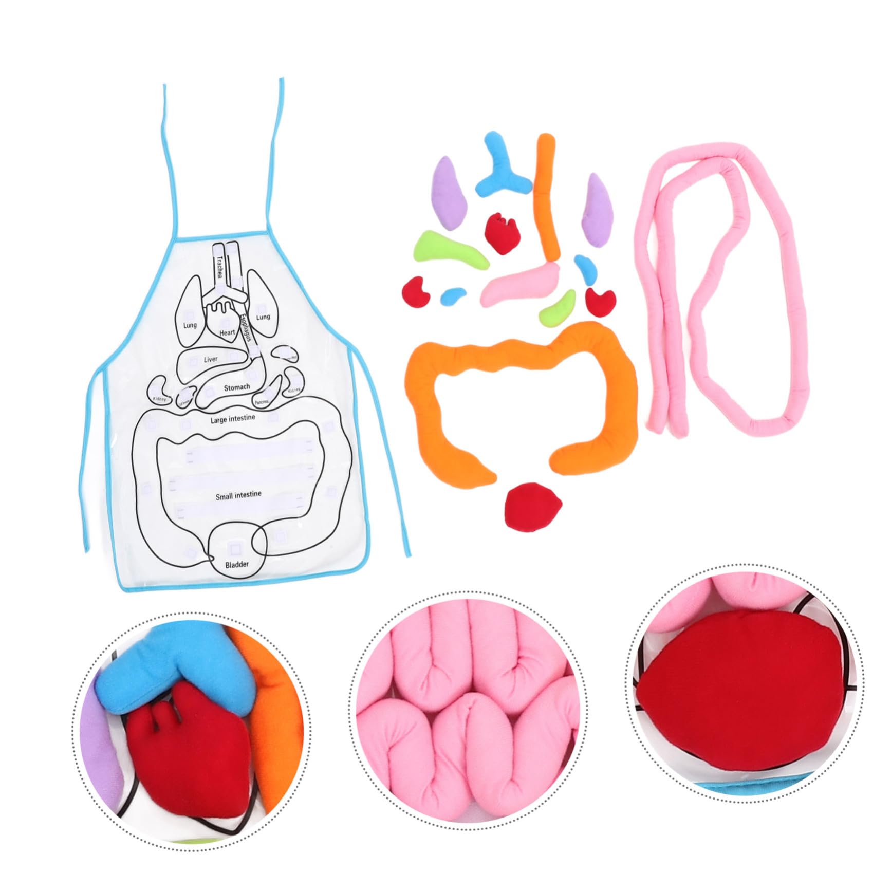Uonlytech Delantal Educativo en 3D Material Didáctico de Poliéster y Felpa de Órganos del Cuerpo Humano para Niños Adecuado para Jardín de Infancia y Aprendizaje en Casa
