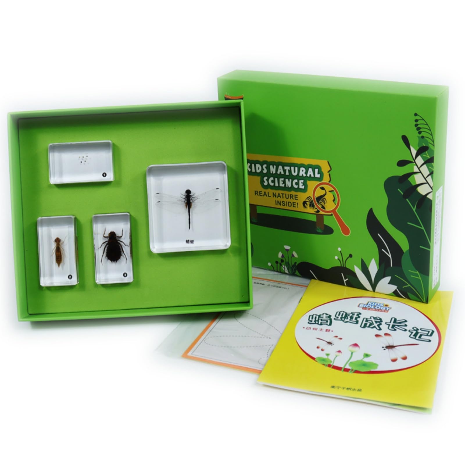 Qianly Kit Especímenes en Resina Didáctico Muestrario Especímenes Escolar Juguete Educativo para Estudiantes, Colegio, Casa, Historia De Crecimiento De La Libélula