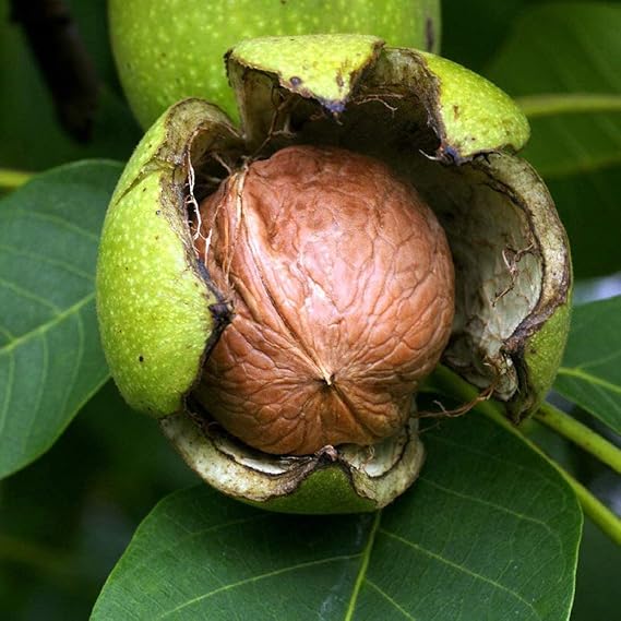 Amazon Co Jp 胡桃 クルミ の苗木 品種 菓子クルミ 品種で選べる果樹苗木 2年生 実生苗 15cmポット 平均樹高 40cm 1個 ポット植えなのでほぼ年中植付け可能 クルミの中でも殻が柔らかく 可食部分も大きい品種です 殻が