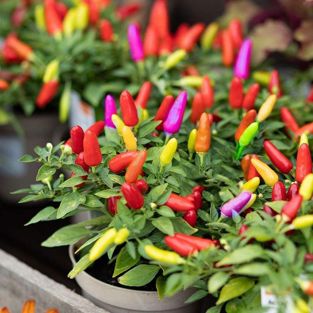 Zomoloco_? Organic Capsicum Frutescens Colorful Seeds_Y1093(1000per packet)