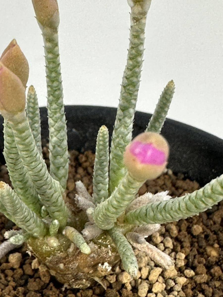 Amazon.co.jp: Avonia alstonii 南アフリカ ナミビア原産 アボニア