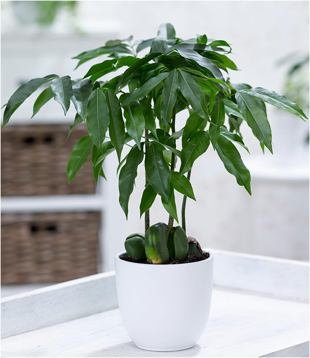 BALDUR Garten Castanos, 1 Pflanze, Castanospermum australe Australische  Kastanie Bohnenpflanze Zimmerpflanze, Grnpflanze, mehrjhrig - frostfrei  halten : Amazon.de: Garten