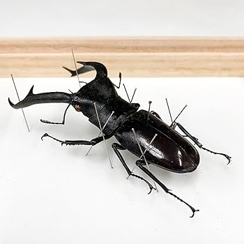 Amazon.co.jp: 虫の標本 マンディブラリスフタマタクワガタ Amazon.co.jp: 虫の標本 マンディブラリスフタマタクワガタ
